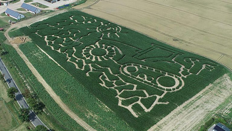 Maislabyrinth bei Lohme