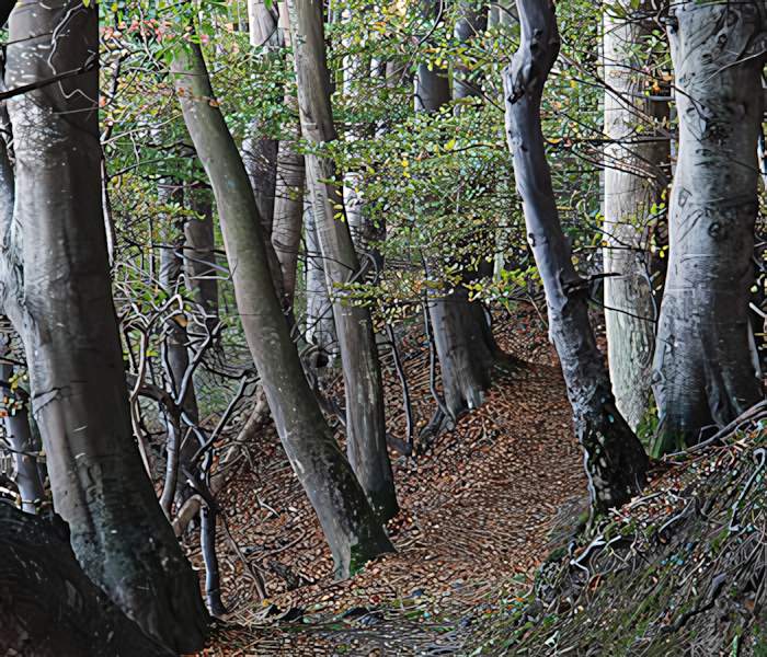 Hangwald
